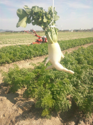 Illustration for article titled How a Japanese Radish Became an Internet Hero